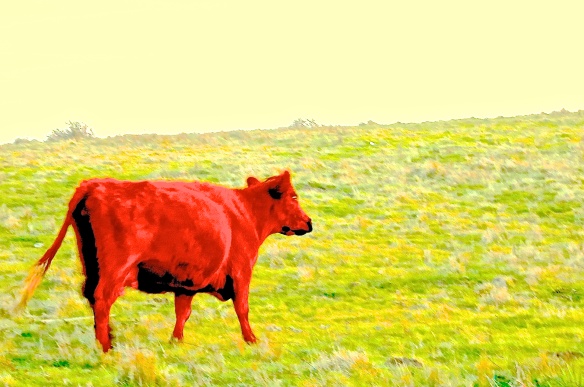 A-Red Cow 1 of 2 Red Bible Story