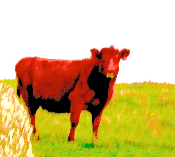 A-Red Cow 2 of 2 Red Bible Story