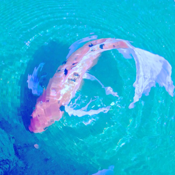 A IMG_0243 V-0 - Version 8